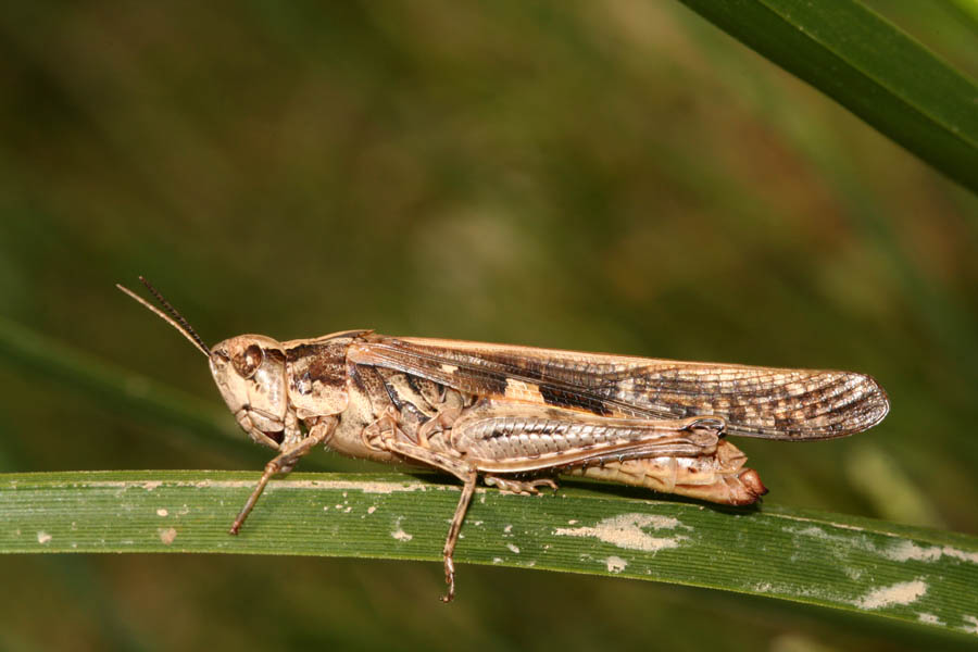 Acrididae: Aiolopus strepens